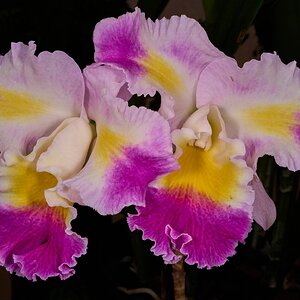 Mischief - Longwood - 02162026 - 01.jpg