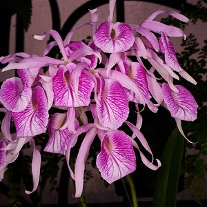 Morning Glory H & R - Longwood - 02162026 - 01.jpg