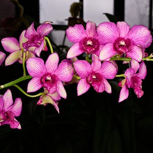 Morning Sun - Longwood - 02162026 - 01.jpg