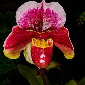 Paphiopedilum Hybrid - Longwood - 02162026 - 01.jpg
