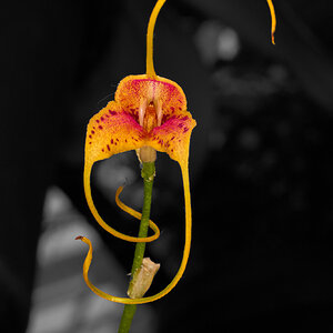 Spiderman A - Longwood - 02162026 - 01.jpg