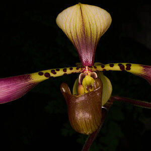 Toni Semple - Longwood - 02162026 - 01.jpg