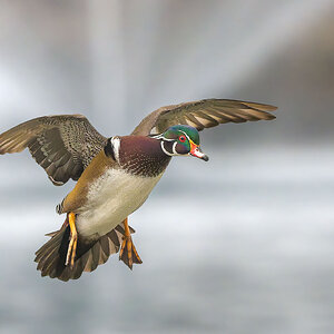 Wood-Duck-7087.jpg