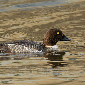 Common Goldeneye 4549.jpg