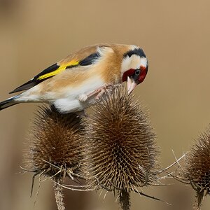 goldfinch 2026_21.jpg