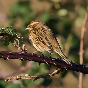 reed bunting 2026_5.jpg