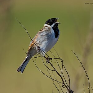 reed bunting 2026_3.jpg