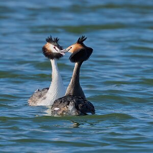 great crested grebe 2026_6.jpg
