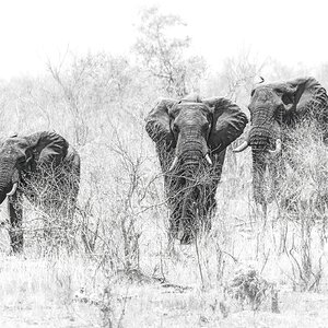 Arrival of the bulls.JPG