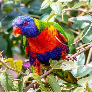 Lorikeet 3-r.jpg