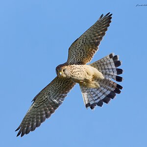kestrel 2026 20.jpg