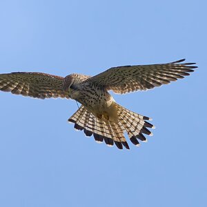 kestrel 2026 32.jpg