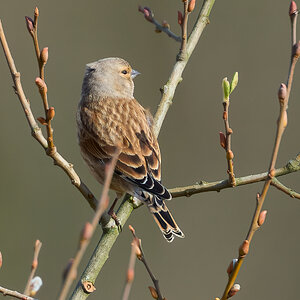 linnet 2026_6.jpg