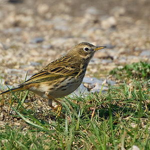 meadow pipit 2026 3.jpg