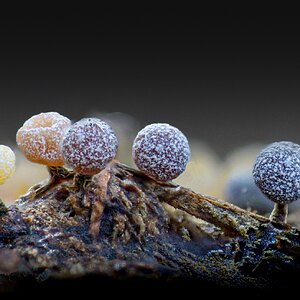 2026-03-11 17-06-47 23560311 A1A00001-Edit20260311fb.jpg