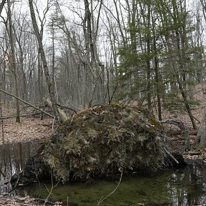End of Life -- Tree Down
