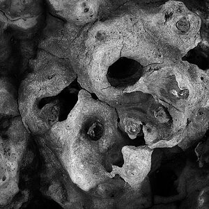 Golden Gathering_Valleyfield Pond.jpg