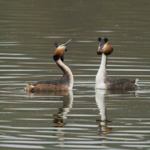 great crested grebe 2026_12.jpg