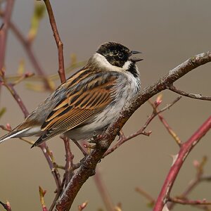 reed bunting 2026 16.jpg