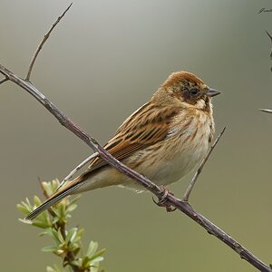 reed bunting 2026 18.jpg