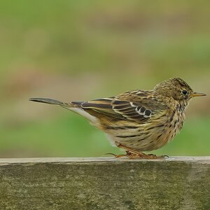meadow pipit 2026.jpg
