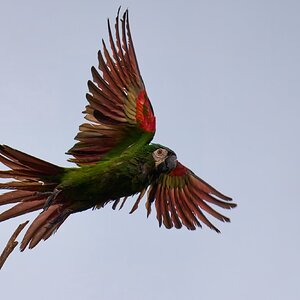 Chestnut-fronted Macaw - Brewer Park - 03302026 - 01.jpg