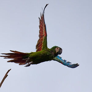 Chestnut-fronted Macaw - Brewer Park - 03302026 - 02.jpg