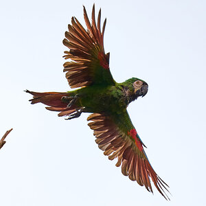 Chestnut-fronted Macaw - Brewer Park - 03302026 - 03.jpg