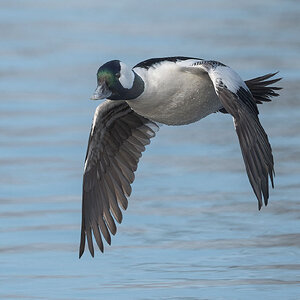Bufflehead-3.jpg