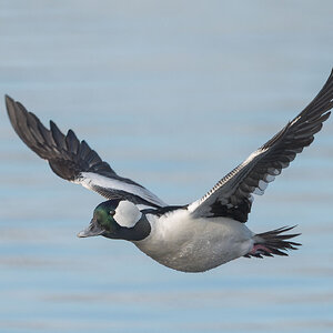 Bufflehead-3-35.jpg