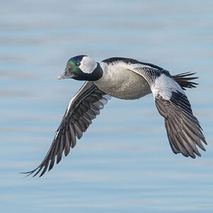 Bufflehead-3-36-Edit.jpg