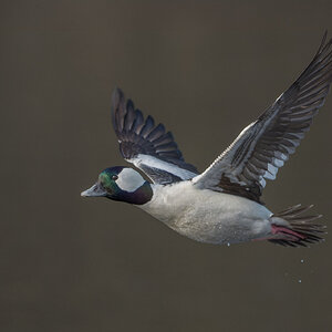 Bufflehead-3-54-Edit.jpg