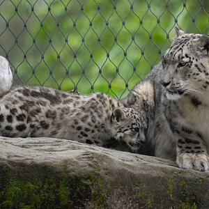 MotherAndChildSnowLeopard.jpg