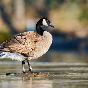 Canada Goose - Brandywine - 04042026 - 01 - rDN.jpg