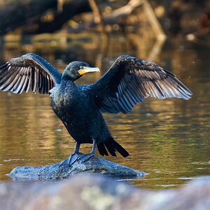 Double Crested Cormorant - Brandywine - 04042026 - 02 - rDN.jpg