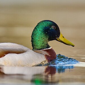 Mallard - Brandywine - 04042026 - 02 - rDN.jpg