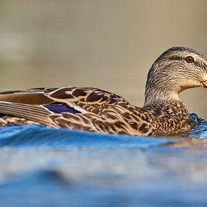 Mallard - Brandywine - 04042026 - 03 - rDN.jpg