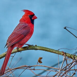 Northern Cardinal - Brandywine - 04042026 - 01 - rDN.jpg