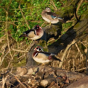 Wood Duck - Brandywine - 04042026 - 01 - rDN.jpg