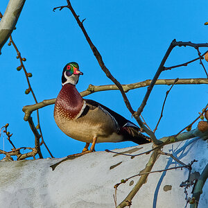 Wood Duck - Brandywine - 04042026 - 03 - rDN.jpg