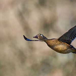 Wood Duck - Brandywine - 04042026 - 04 - rDN.jpg