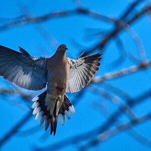 Mourning Dove - Brandywine - 04042026 - 01 - rDN.jpg