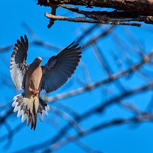 Mourning Dove - Brandywine - 04042026 - 02 - rDN.jpg