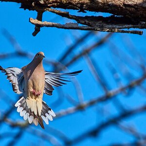 Mourning Dove - Brandywine - 04042026 - 03 - rDN.jpg