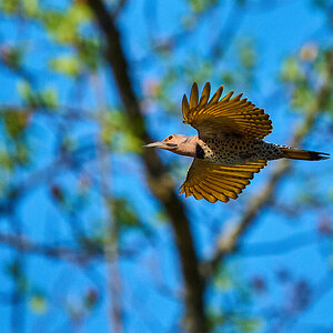 Northern Flicker - Brandywine - 04042026 - 02 - rDN.jpg