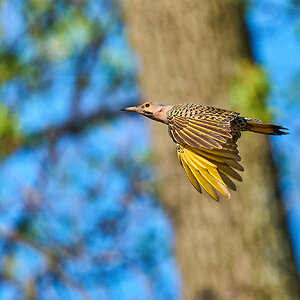 Northern Flicker - Brandywine - 04042026 - 04 - rDN.jpg