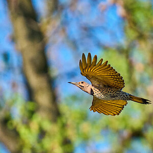 Northern Flicker - Brandywine - 04042026 - 06 - rDN.jpg