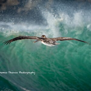 BPelicanCarmel
