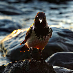 DSC01292 Backlit crow.jpg