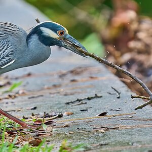 Yellow-Crowned Night Heron - Brewer Park - 03292026 - 06 - rDN.jpg